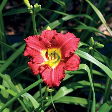 stella dior daylily|ruby stella daylily for sale.